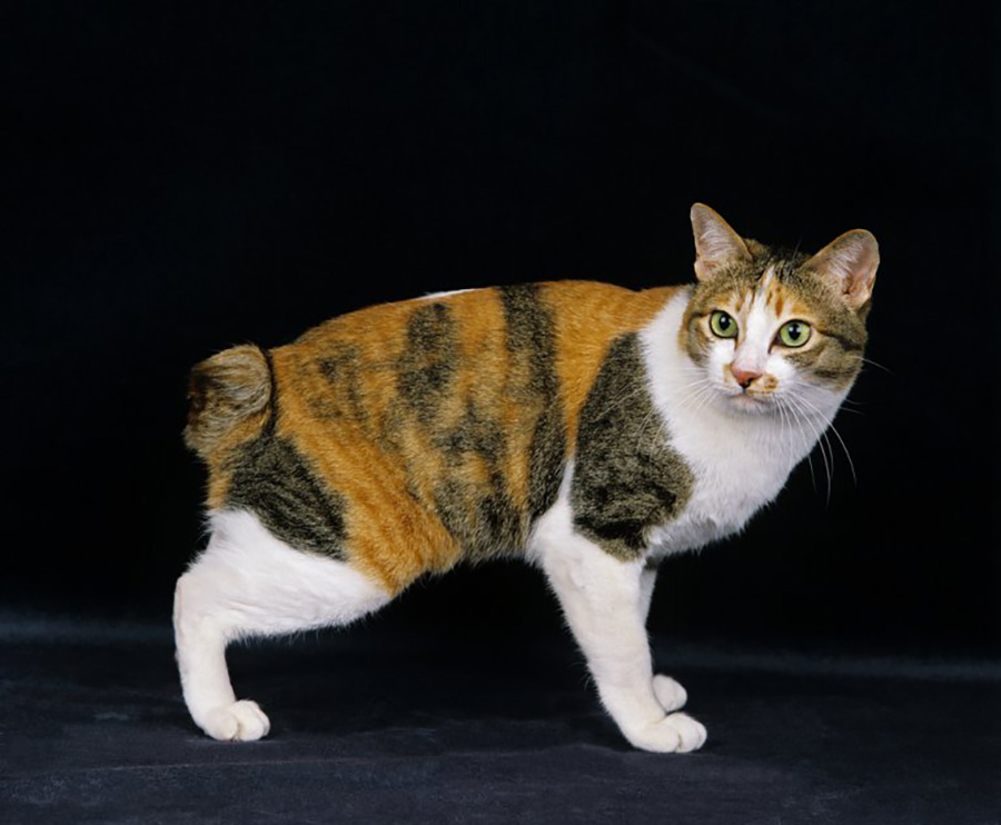 Mèo cộc đuôi Nhật Bản già từ 200$ - 800$ USD/Con