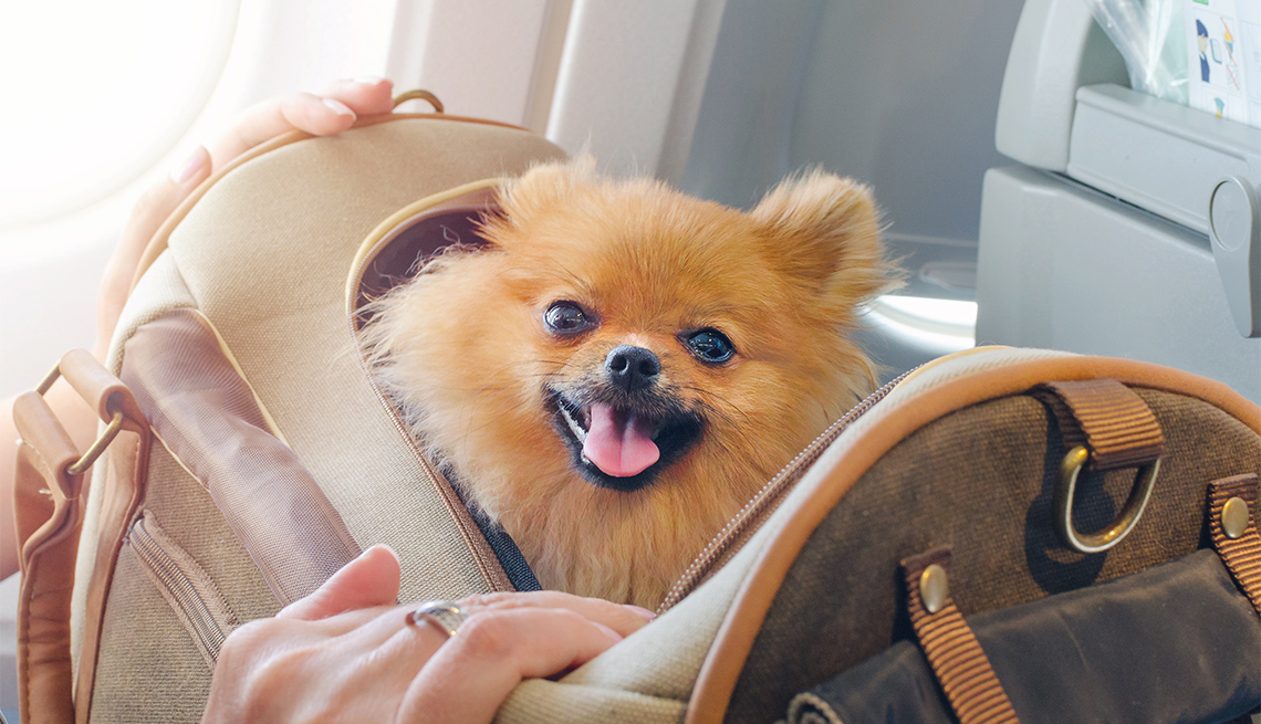 Thủ tục mang chó mèo lên máy bay