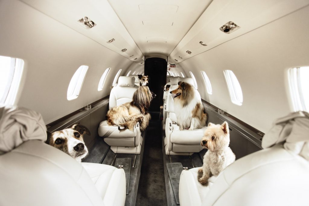 Những loại thú cưng được phép mang lên máy bay quốc tế