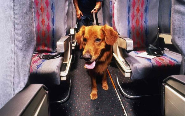 Kinh nghiệm cho chó đi máy bay lần đầu