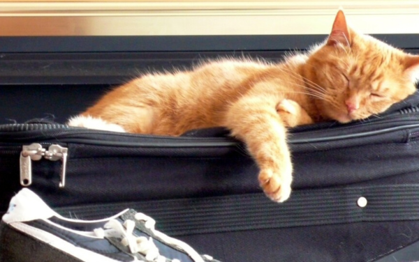 Kinh nghiệm đưa mèo đi máy bay của Fami Express