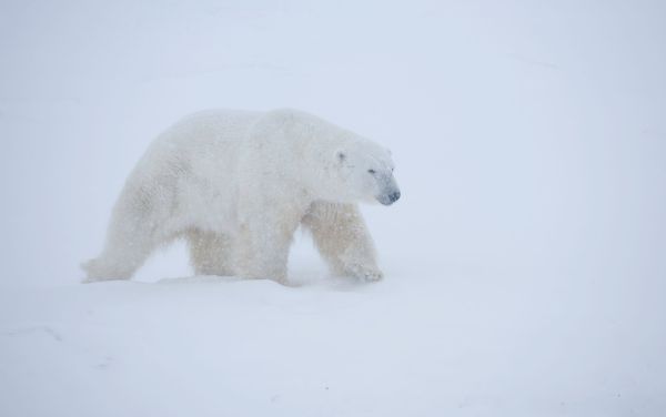 Một chú gấu Bắc Cực được chụp ở khu công viên quốc gia Wapusk