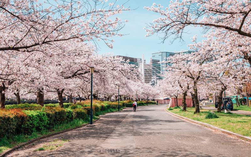 Nhật Bản nổi tiếng về gì? Hoa anh đào (Tại Công viên Kema Sakuranomiya, Osaka)